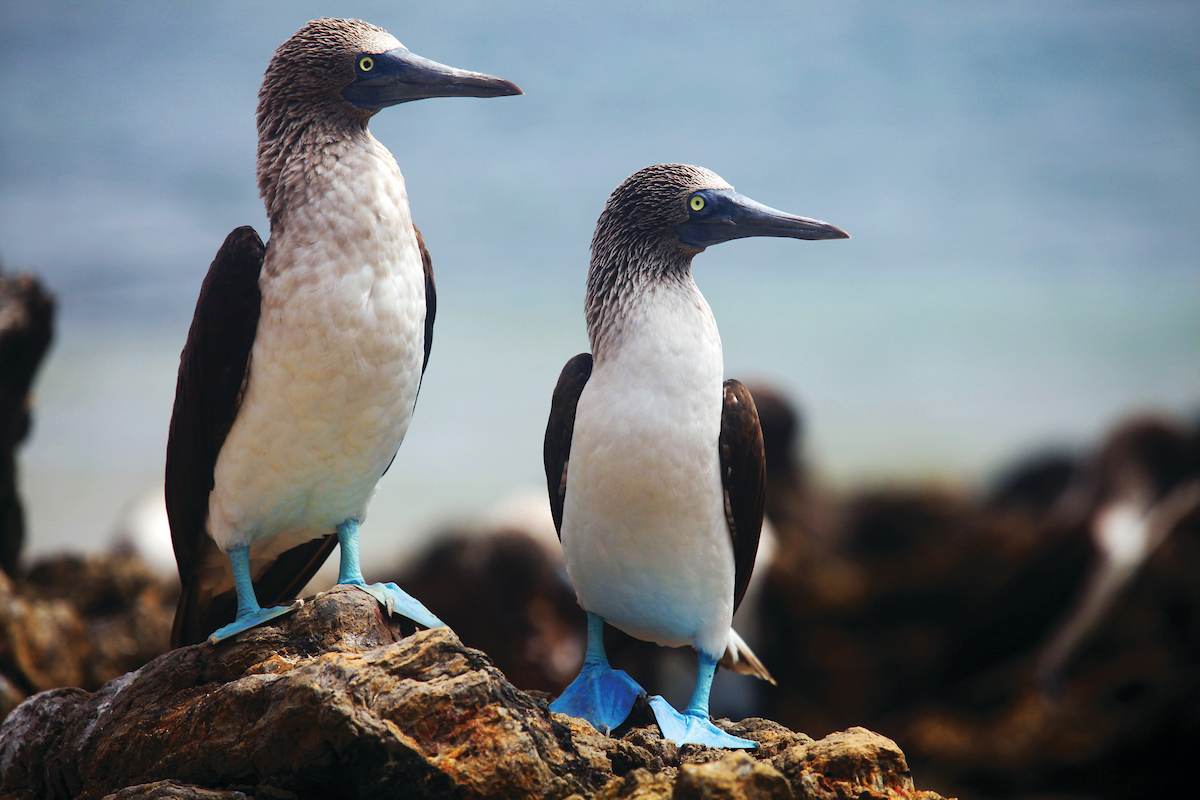 Silversea Cruises - Galapagos All Inclusive Silversea Cruises - Galapagos All Inclusive